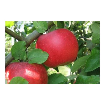 Яблоня осенняя: "Саженцы яблони «Ауксис»"
