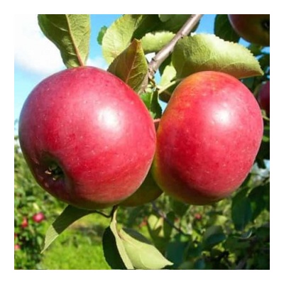 Яблоня зимняя: "Саженцы яблони «Ред крафт»"