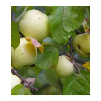 Яблоня осенняя: "Саженцы яблони «Антоновка»"