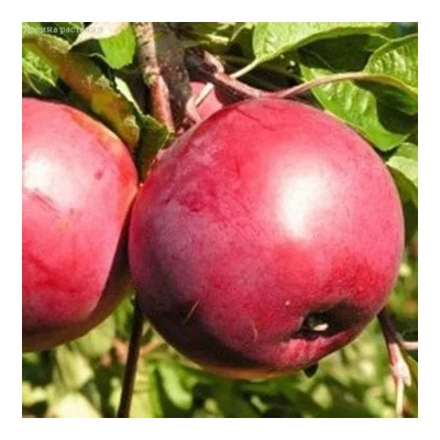 Яблоня зимняя: "Саженцы яблони «Белорусское сладкое»"